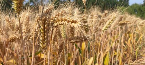 姜州丰收忙不停——会东县粮食生产再迎丰收年，强化乡村振兴基石插图2