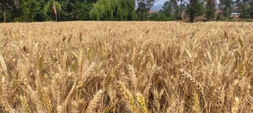 姜州丰收忙不停——会东县粮食生产再迎丰收年，强化乡村振兴基石插图1