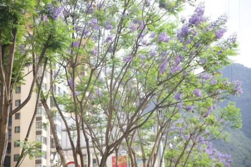 会东小城蓝花楹盛放，紫色花海浪漫满城-会东网