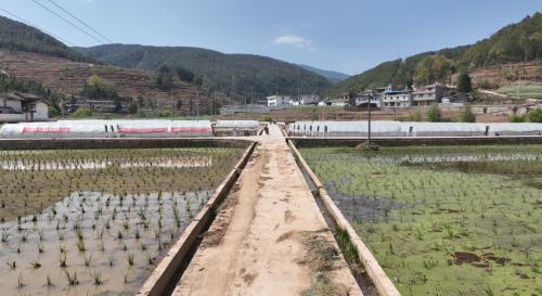 会东抢抓烤烟育苗管理，确保烟苗稳健生长迎丰收插图8