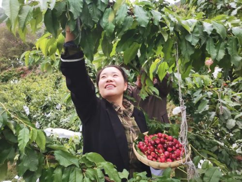 堵格镇半箐村车厘子（堵格镇半箐村车厘子丰收了）-会东网