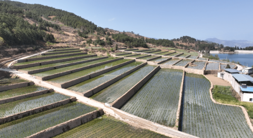 会东县“旱改水”助力农业升级,绘就致富新画卷插图 会东县“旱改水”助力农业升级,绘就致富新画卷插图