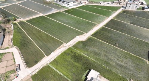 会东县“旱改水”助力农业升级,绘就致富新画卷插图4 会东县“旱改水”助力农业升级,绘就致富新画卷插图4