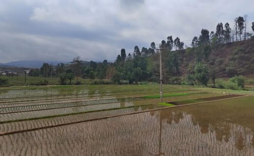 会东姜州镇：初夏插秧农忙时刻-会东网