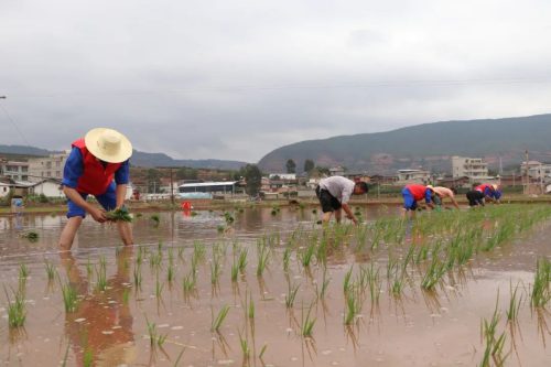 会东姜州镇：初夏插秧农忙时刻插图2