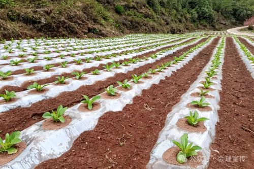 春雷霉素作用和使用介绍（春雷霉素使用疑惑解答）插图3