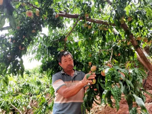 东县鲹鱼河镇：笔落村果蔬产业兴旺，助力乡村振兴谱写新篇章-会东网