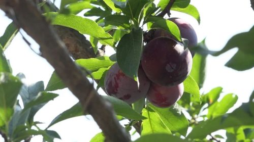 东县鲹鱼河镇：笔落村果蔬产业兴旺，助力乡村振兴谱写新篇章插图3