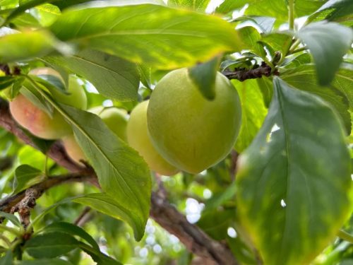 东县鲹鱼河镇：笔落村果蔬产业兴旺，助力乡村振兴谱写新篇章插图2