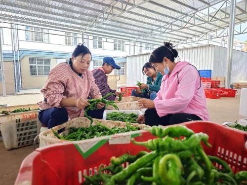 会东鱼城街道鹤益社区的蔬菜大棚采摘-会东网