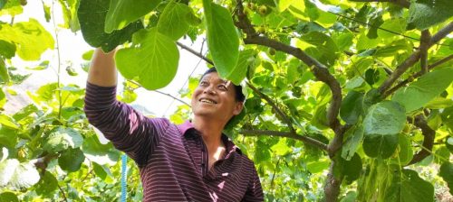 会东县文箐村“逆袭”记：阳天万坚持种树终获丰收，带领村民共奔致富路-会东网