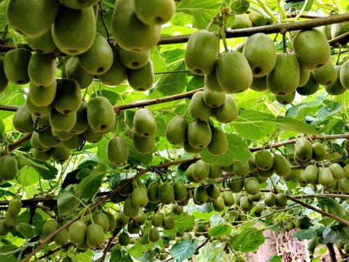 会东县文箐村“逆袭”记:阳天万坚持种树终获丰收,带领村民共奔致富路插图2 会东县文箐村“逆袭”记:阳天万坚持种树终获丰收,带领村民共奔致富路插图2