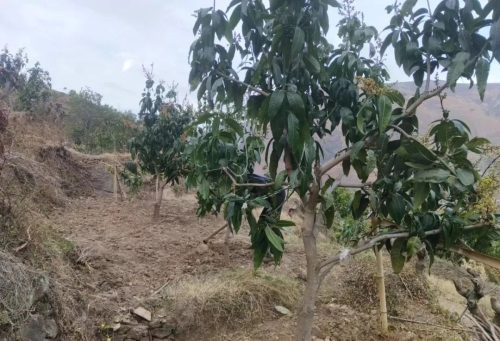 会东松坪镇老旺山村精细管理芒果田，力促产量提升与农民增收-会东网