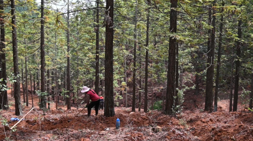 会东县江西街乡碗厂村黑嘎国有林区林下经济插图