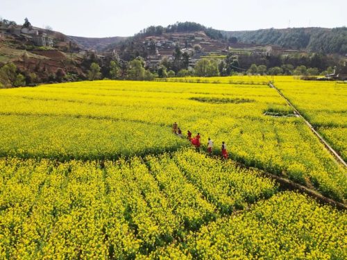 会东县：振兴乡村，粮油现代农业园区引领农旅融合新篇章-会东网