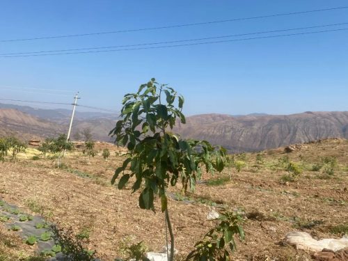 会东县牛油果产业:黄金产业助农增收致富插图3 会东县牛油果产业:黄金产业助农增收致富插图3