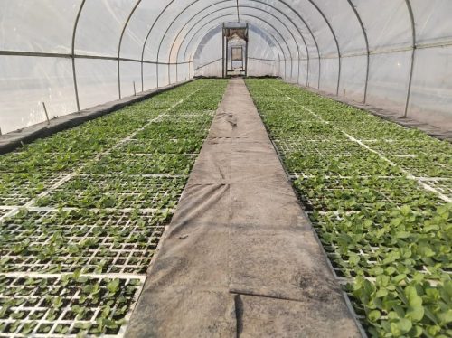 鲹鱼河镇抢抓时节,精细管理烤烟育苗,助力乡村振兴插图 鲹鱼河镇抢抓时节,精细管理烤烟育苗,助力乡村振兴插图