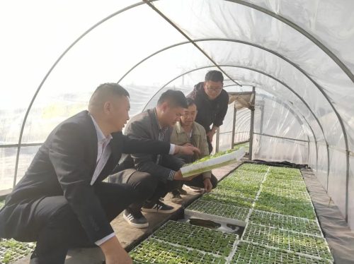 鲹鱼河镇抢抓时节,精细管理烤烟育苗,助力乡村振兴插图3 鲹鱼河镇抢抓时节,精细管理烤烟育苗,助力乡村振兴插图3