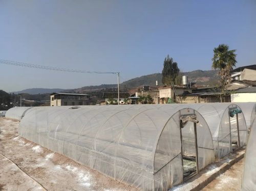 鲹鱼河镇抢抓时节,精细管理烤烟育苗,助力乡村振兴插图1 鲹鱼河镇抢抓时节,精细管理烤烟育苗,助力乡村振兴插图1