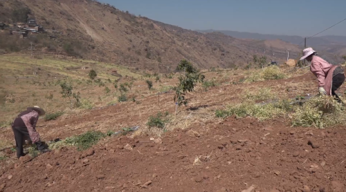 会东县牛油果产业:黄金产业助农增收致富插图1 会东县牛油果产业:黄金产业助农增收致富插图1