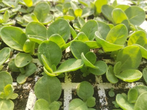 鲹鱼河镇抢抓时节,精细管理烤烟育苗,助力乡村振兴插图2 鲹鱼河镇抢抓时节,精细管理烤烟育苗,助力乡村振兴插图2