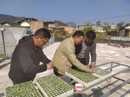 鲹鱼河镇抢抓时节,精细管理烤烟育苗,助力乡村振兴插图4 鲹鱼河镇抢抓时节,精细管理烤烟育苗,助力乡村振兴插图4