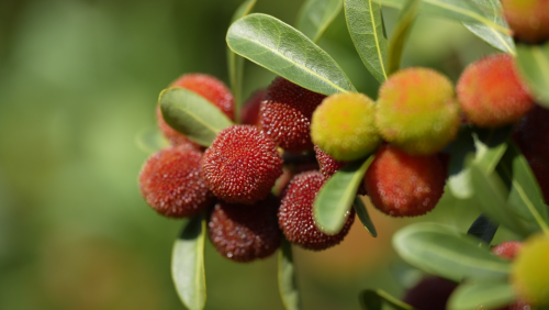 会理：力马河村杨梅盛宴，共赴“梅好”时光插图2