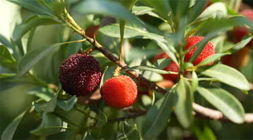 会理：力马河村杨梅盛宴，共赴“梅好”时光插图3