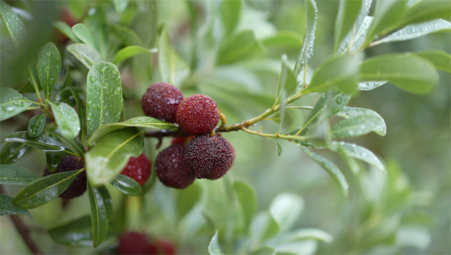 会理：力马河村杨梅盛宴，共赴“梅好”时光插图6