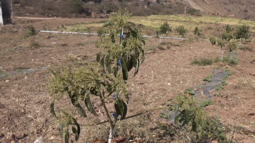 会东县牛油果产业:黄金产业助农增收致富插图2 会东县牛油果产业:黄金产业助农增收致富插图2