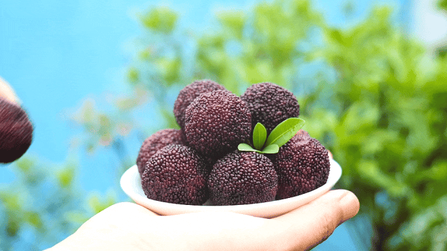 会理：力马河村杨梅盛宴，共赴“梅好”时光插图7