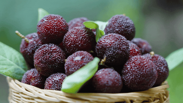 会理：力马河村杨梅盛宴，共赴“梅好”时光插图8