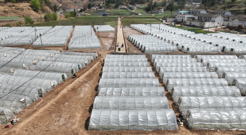 会东抢抓烤烟育苗管理，确保烟苗稳健生长迎丰收-会东网