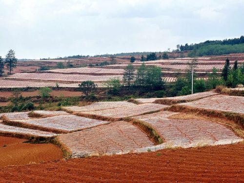 会东烟叶种植新法：膜下小苗移栽，提质增效助丰收-会东网