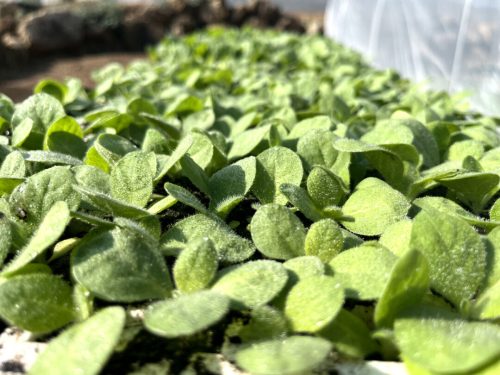 会东烟叶种植新法：膜下小苗移栽，提质增效助丰收插图2