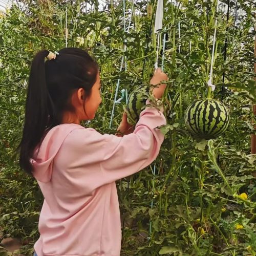 会东县崇兴村西瓜飘香，新产业助力移民增收致富插图