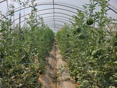 会东县崇兴村西瓜飘香，新产业助力移民增收致富插图2