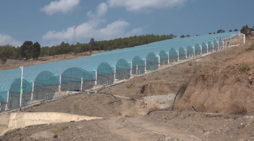 鱼城街道鱼山居民点：白鹤滩水电移民新家园的蔬菜大棚示范基地引领乡村振兴之路插图