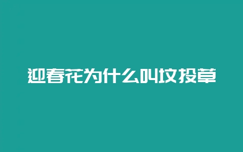 迎春花为什么叫坟头草-会东网