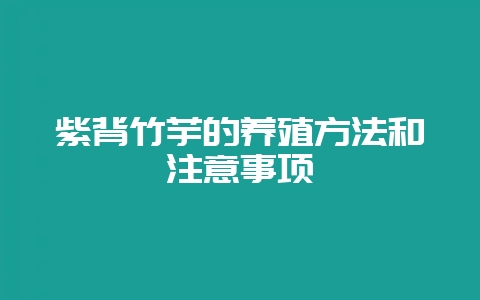 紫背竹芋的养殖方法和注意事项-会东网