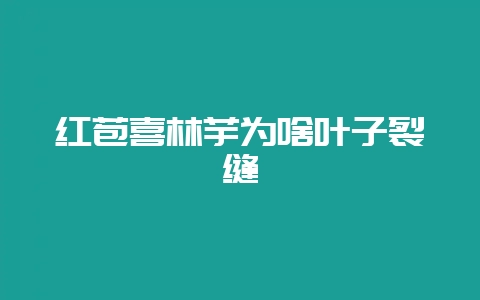 红苞喜林芋为啥叶子裂缝-会东网