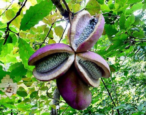 会东网：“九幺黄”八月瓜不止好吃还承载了儿时记忆和情怀-会东网