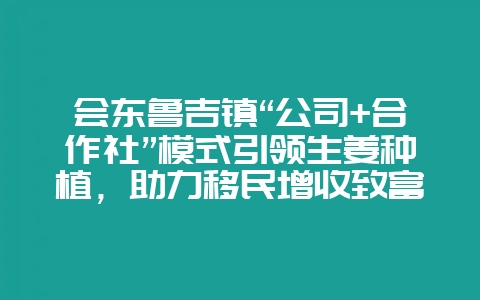 会东鲁吉镇“公司+合作社”模式引领生姜种植,助力移民增收致富-会东网