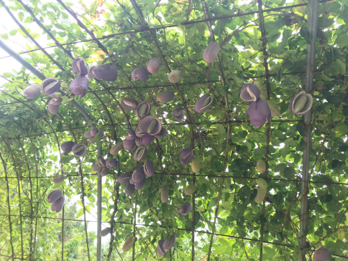 会东三农栏目：九月黄种植技术详细介绍插图2