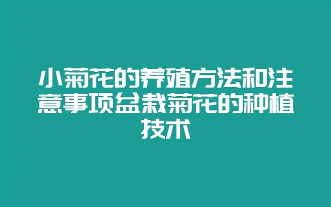 小菊花的养殖方法和注意事项盆栽菊花的种植技术-会东网