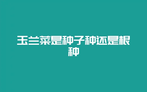 玉兰菜是种子种还是根种插图 玉兰菜是种子种还是根种插图