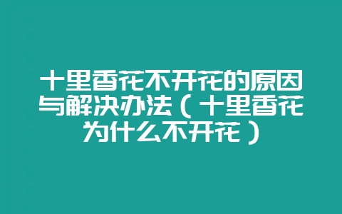 十里香花不开花的原因与解决办法（十里香花为什么不开花）-会东网