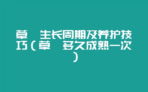 草莓生长周期及养护技巧（草莓多久成熟一次）-会东网