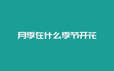 月季在什么季节开花-会东网
