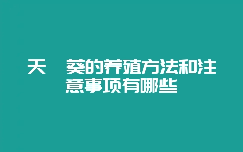 天竺葵的养殖方法和注意事项有哪些-会东网